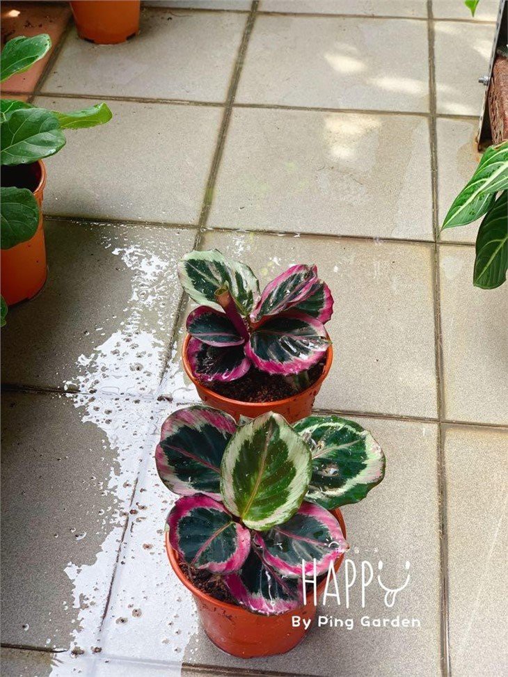 real_plant__calathea_roseopict_1606268411_f99802c0_progressive