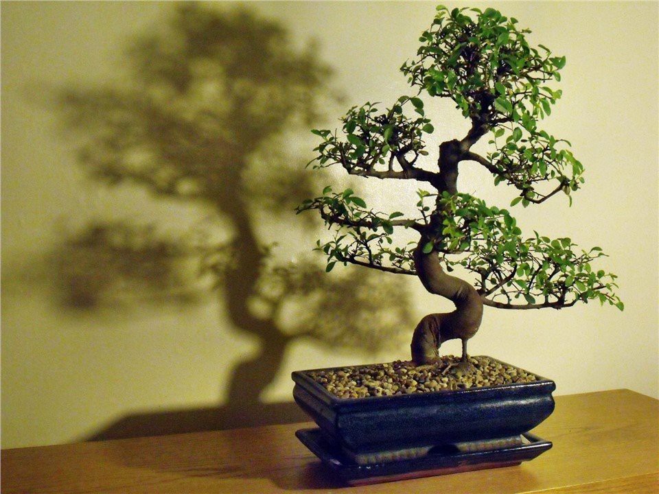 Китайский вяз (Ulmus Parvifolia)