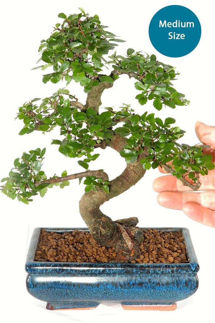 medium_elm_1_2