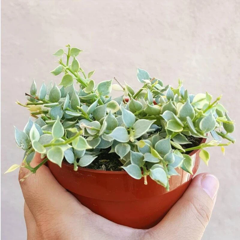Растение "Миллион сердец" Dischidia Ruscifolia